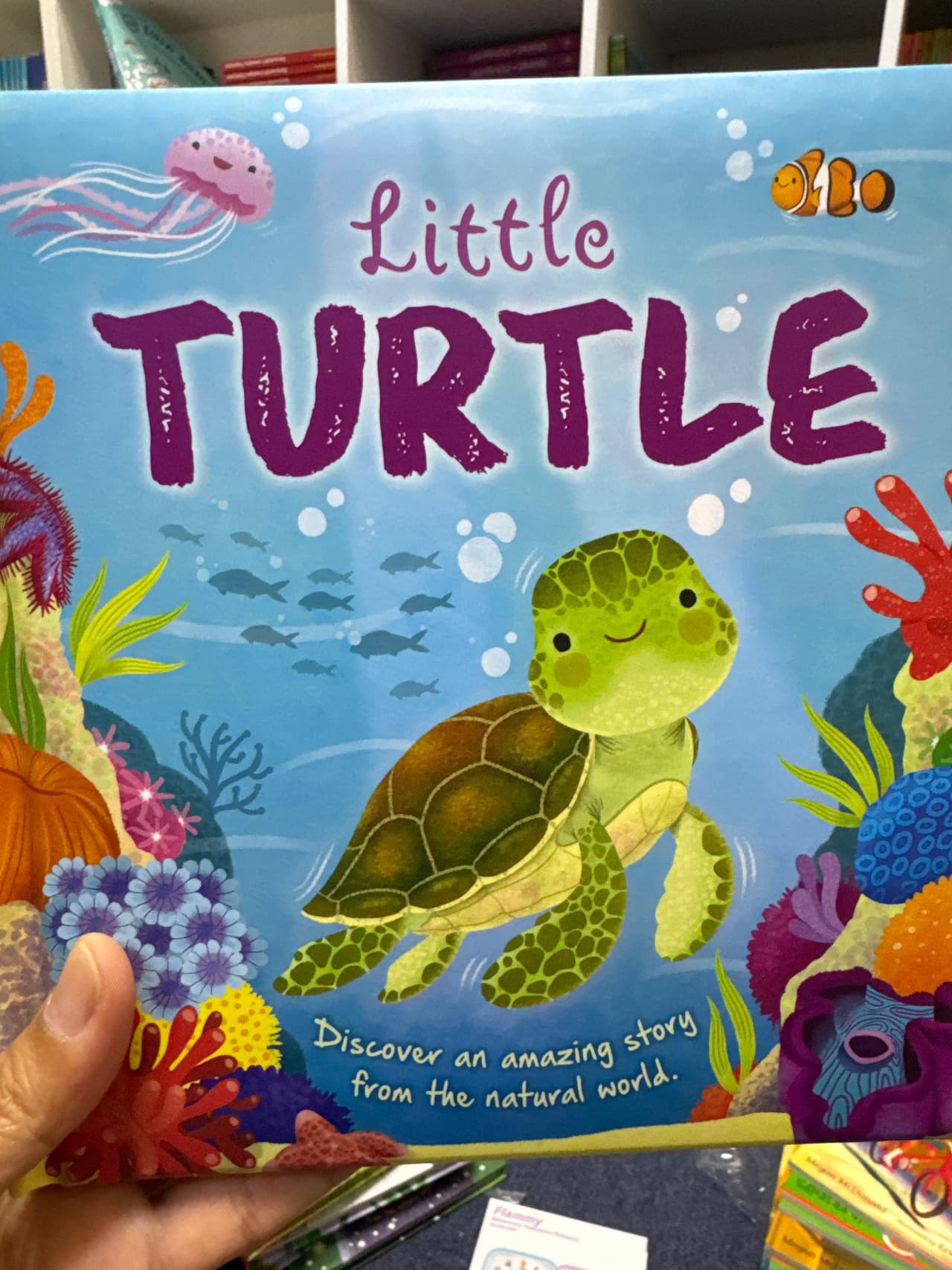 Little turtle
