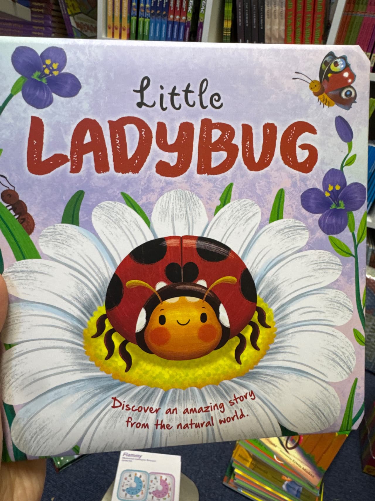 Little ladybug